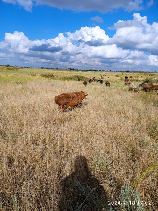 Семіз Қойлар  сатылады