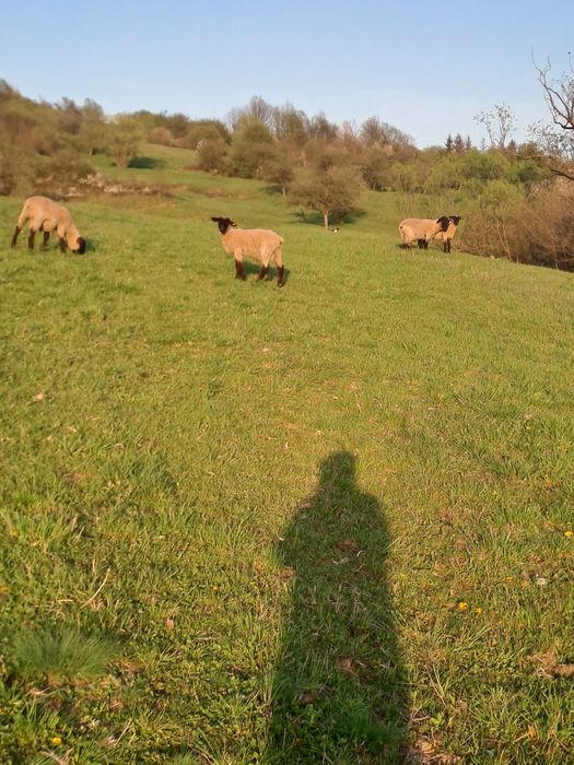 Vând berbeci suffolk