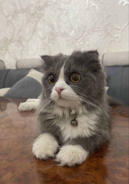 Продаётся кошка породы Хейланд Фолд