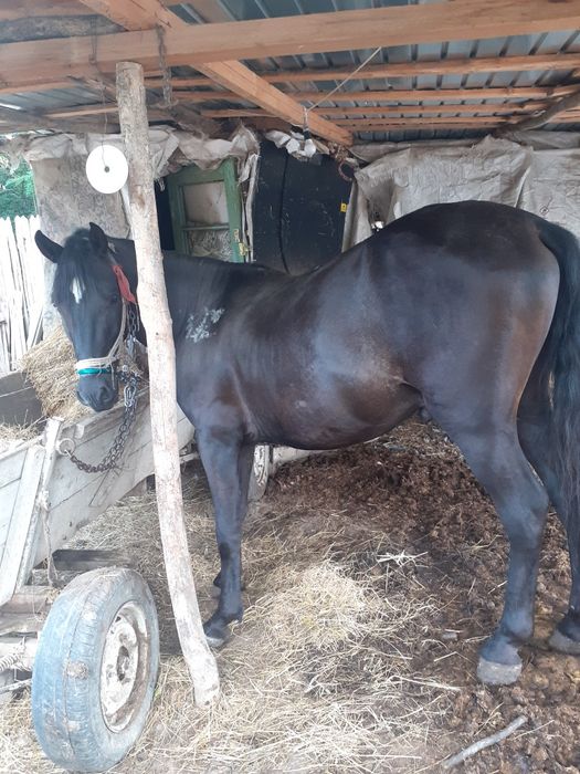 Vând armăsar cuminte