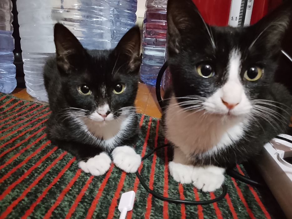 Мушиклар хадияга