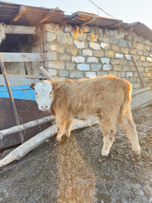 Бычки бык крс бұқа