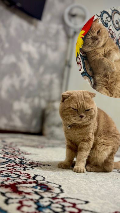Кот Скотиш фолд мальчик