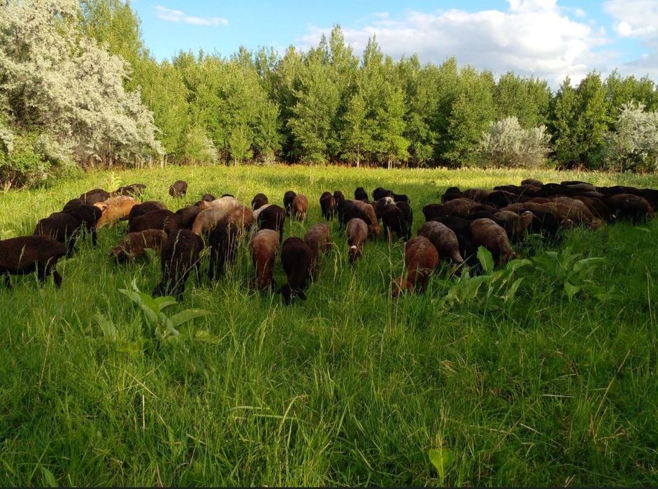Бараны 8 голов годовалые