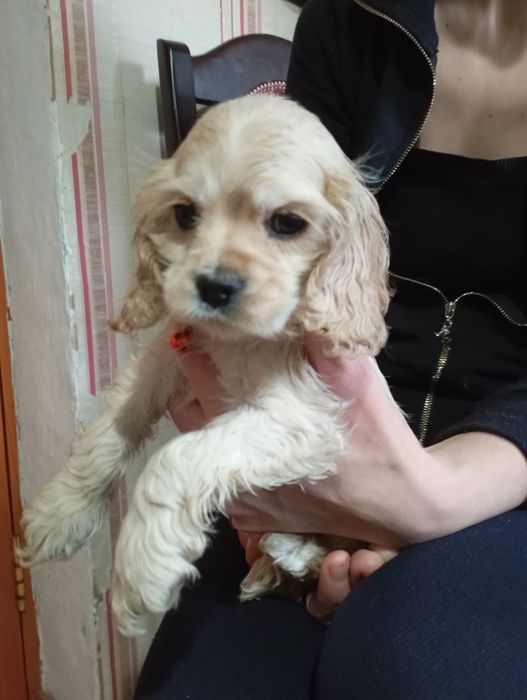 Американский кокер спаниель щенки.