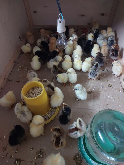 Цыплята домашнии