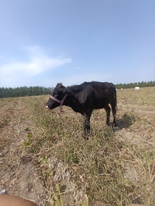 Sotiladi! Zoʻr buzoq