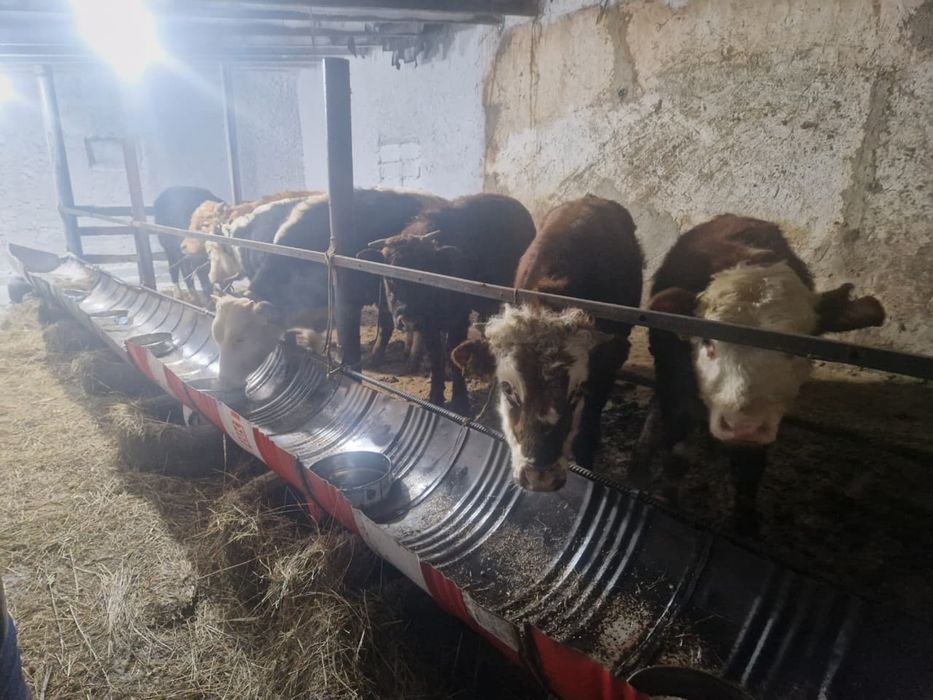 Продам бычков откорм