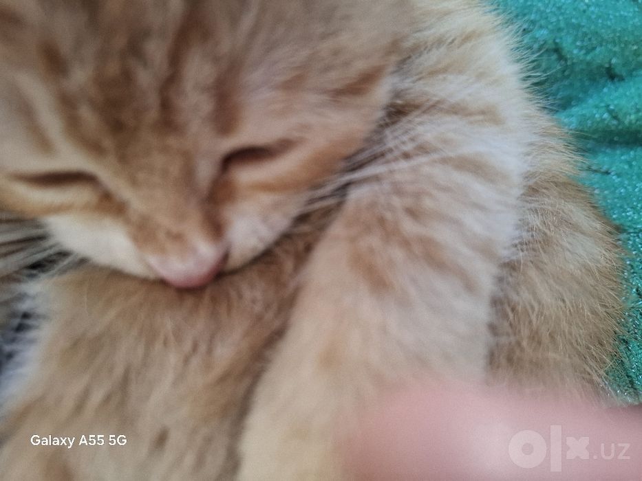 Котёнок" Рыжик" 3 месяца домашний