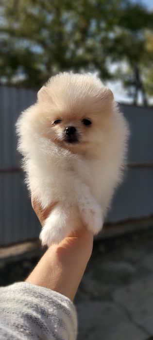 Шпицы кремовые готовы к переезду