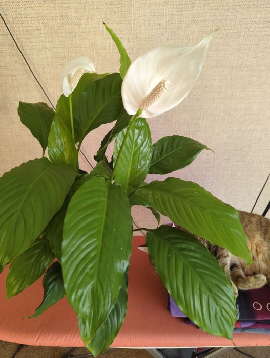 Цветы комнатные ...