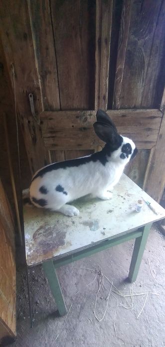 Mascul Fluture de german