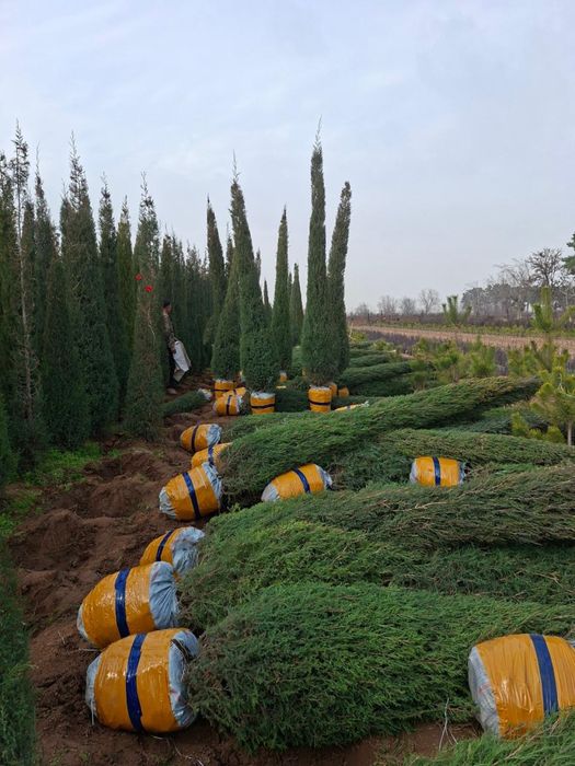 Саженцы көшет барлық түрлері бар