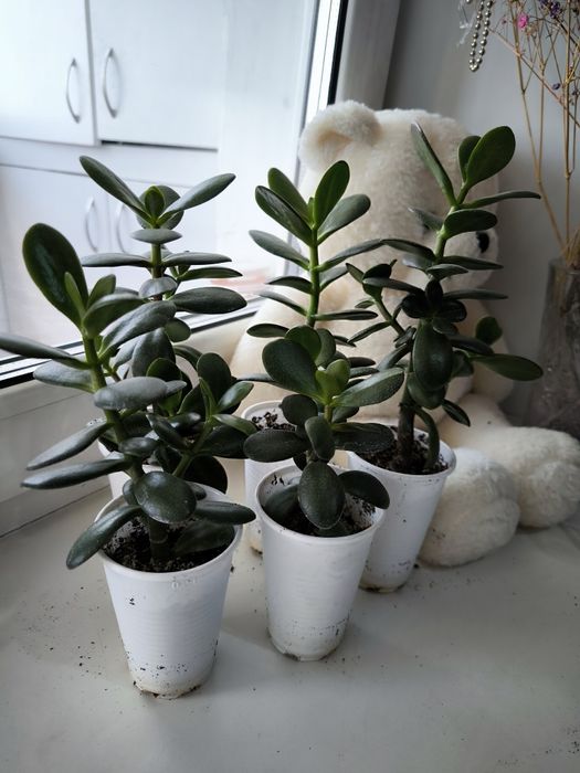 Денежное дерево крассула (толстянка)