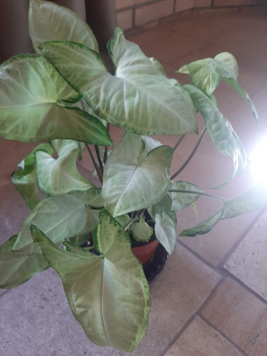 Комнатные растения разные