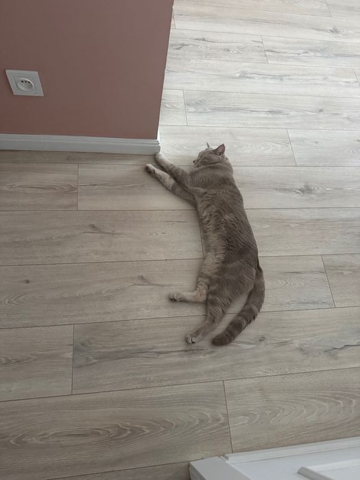 Продам британского кота