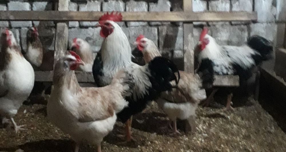 Продам инкубационное яйцо курей!