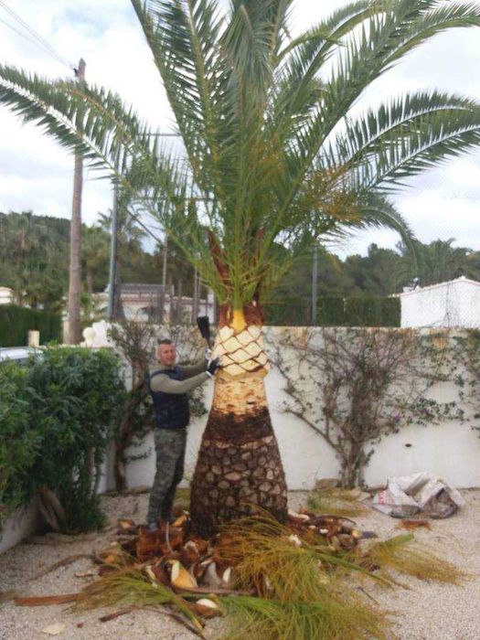 Toaletare copaci in Bucuresti si Ilfov