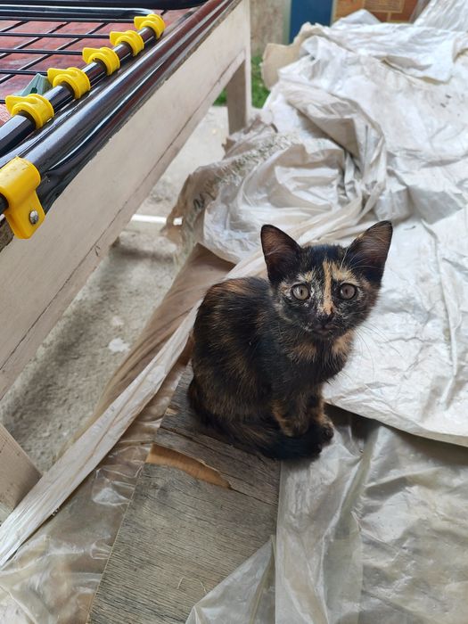 Отдам котят в хорошие руки