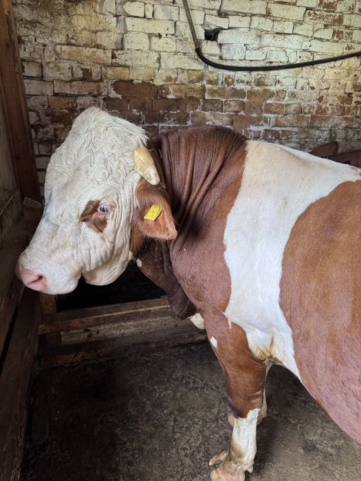 Продавам Бик, порода Монбелиард.