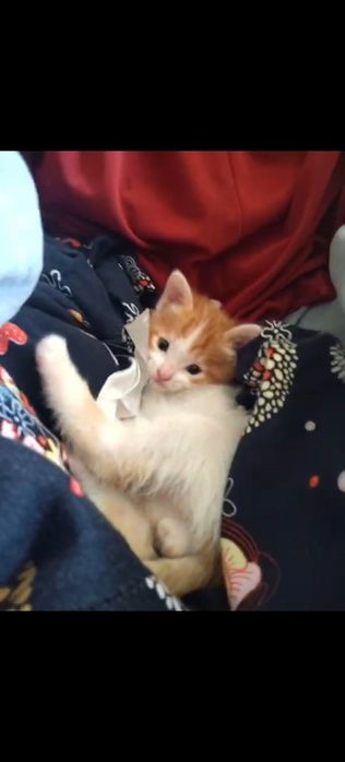 Котята, маргаулар