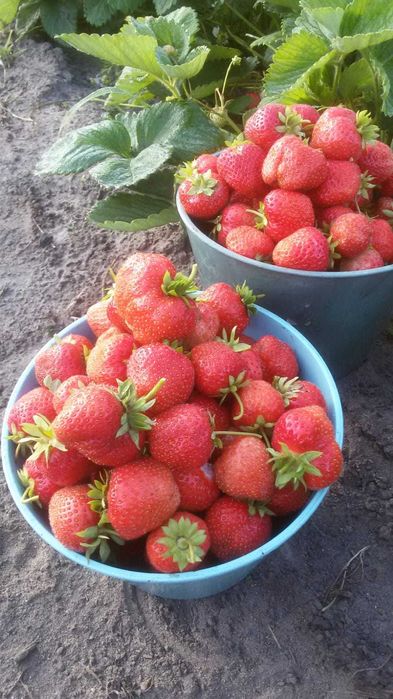 Продам дачный участок СТ Веснянка