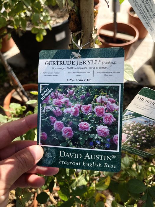 Розы плетистые, новая партия