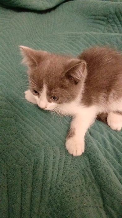 Котята 3р месяца