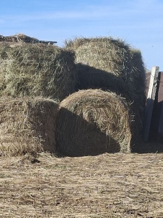 Продам сена  от кокшетау 45 км