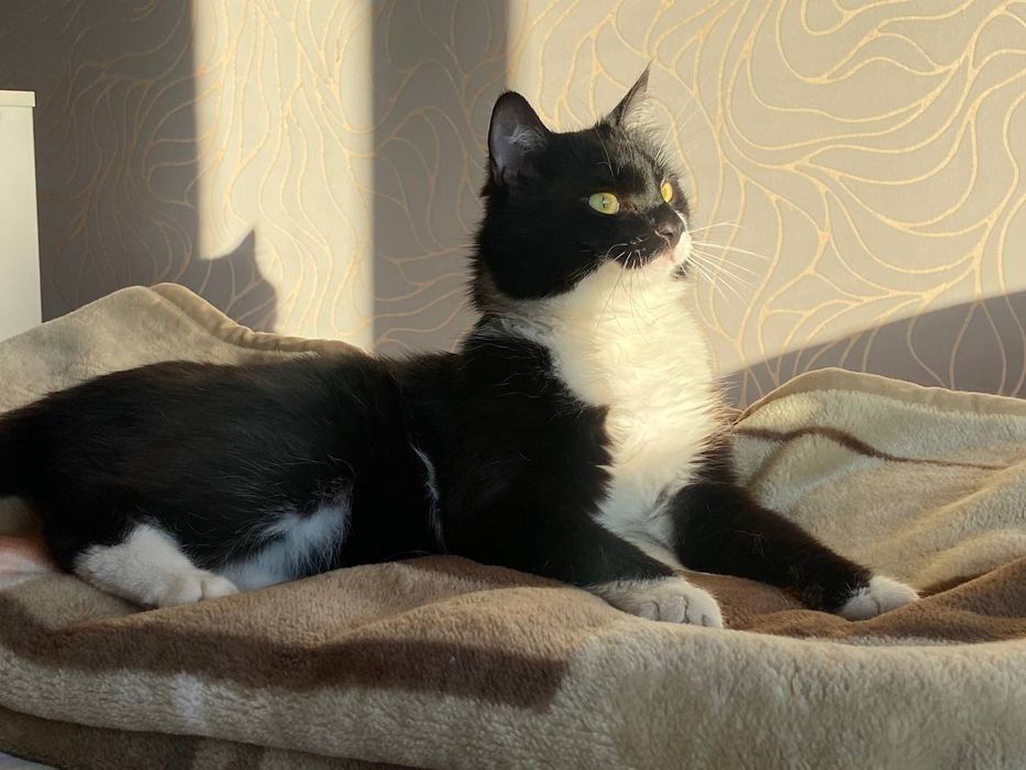 Молодой котик ищет дом