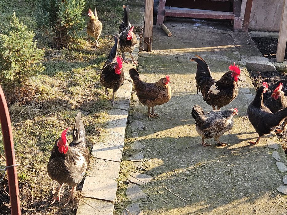 Cocosi si gaini americane