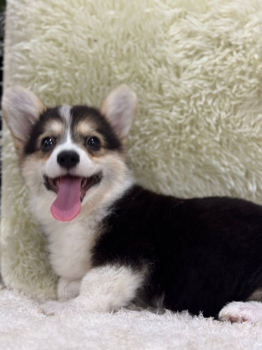 Милые щеночки вельк корги пемброк