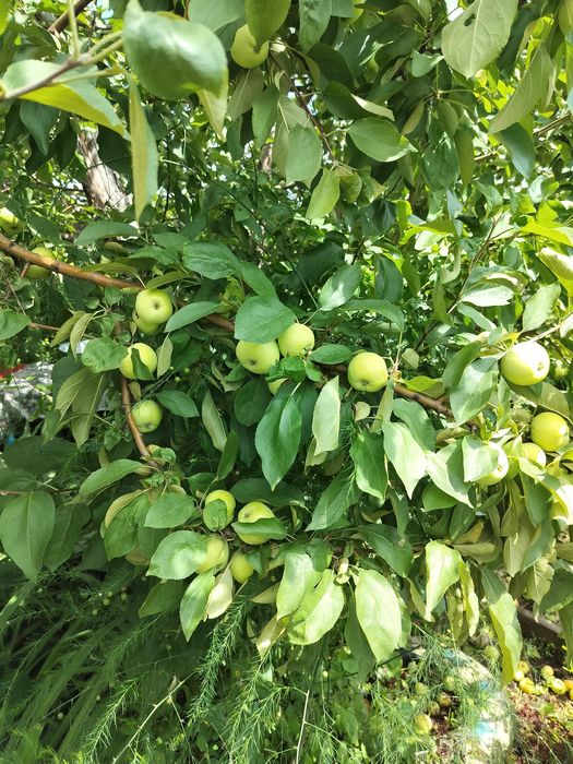 Дача  Сортировка