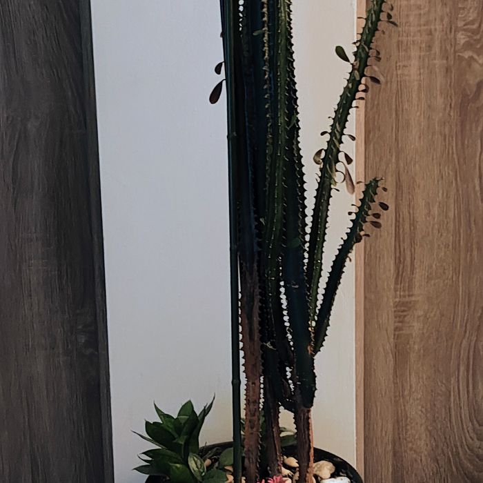 Vand cactus euphorbia trigona 2m