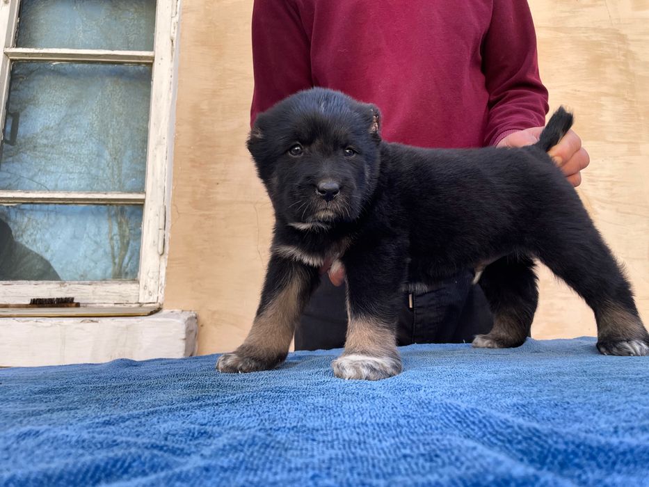 Щенок Алабая ( чистокровный )