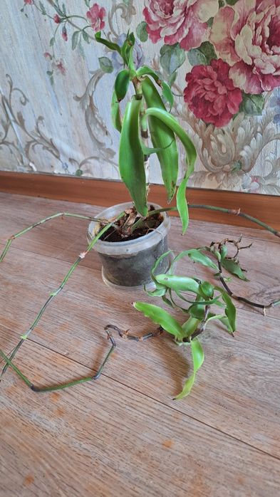 Лечебный Золотой ус