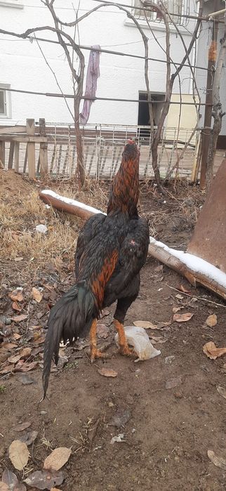 Дакан бойцовский есть