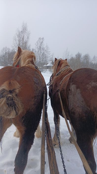De vânzare  mânză