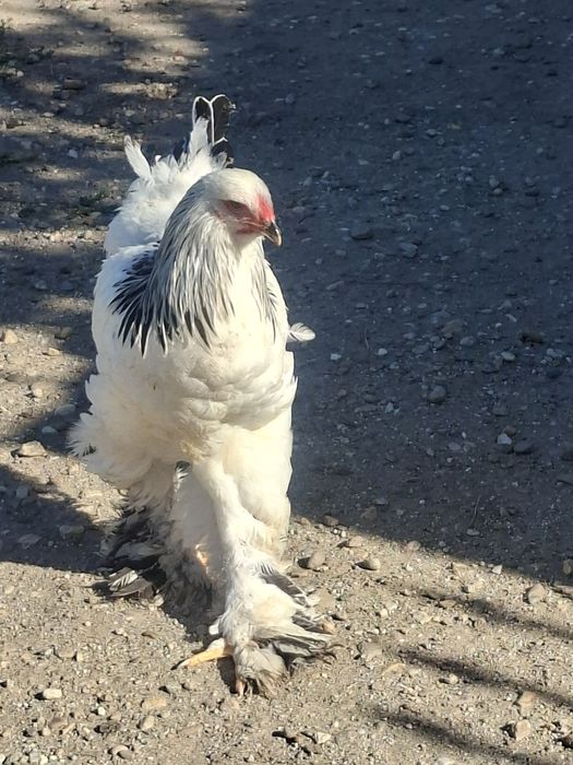 Pui brahma de vânzare