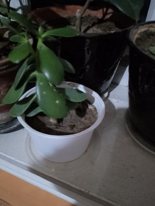 Гуллар сотилади асосан офисларда куйилади