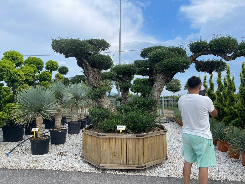 Vindem plante ornamentale
