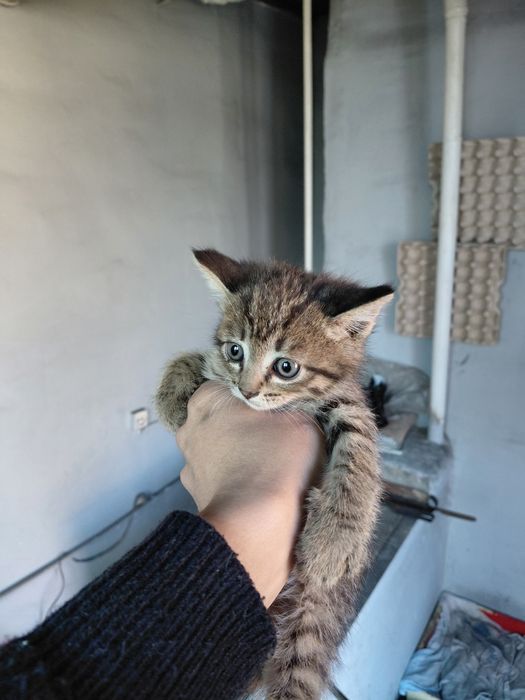 Отдам котят добрые руки