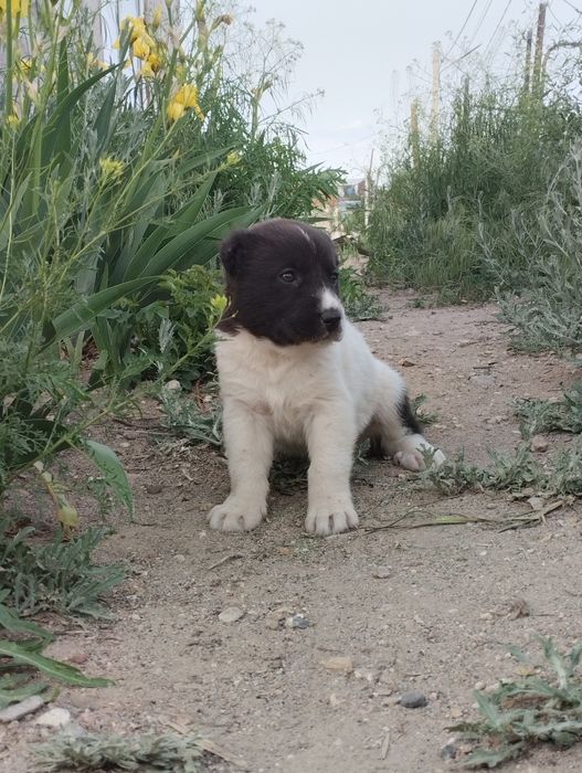 На продаже Тобеты