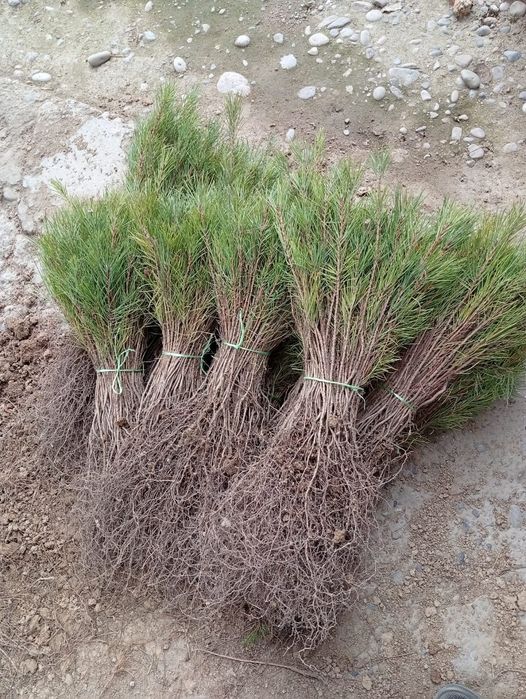 Елки сосна береза