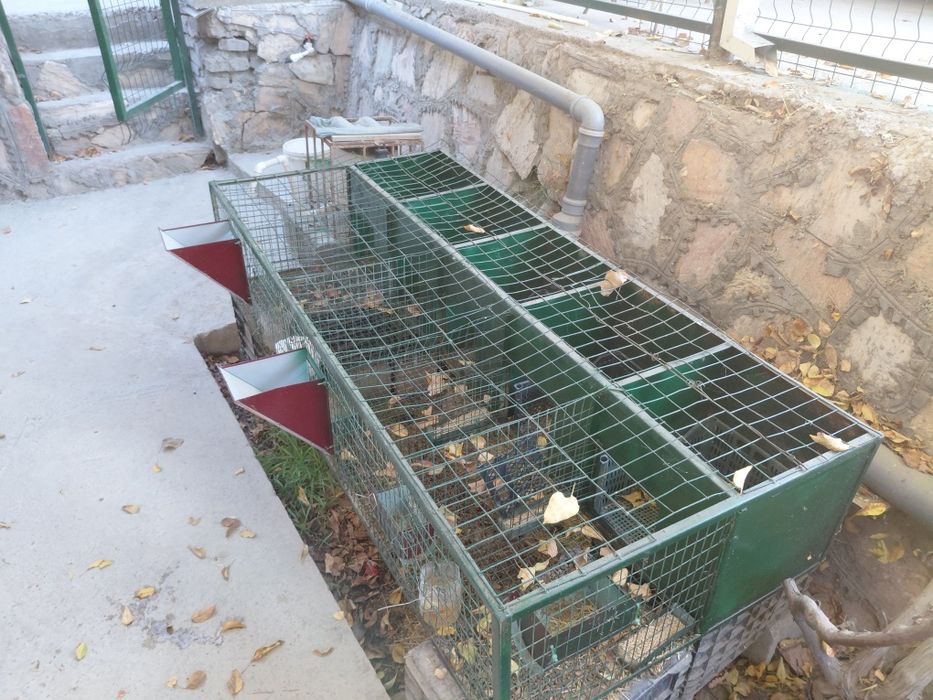 Quyon  katak  5ta matkaga