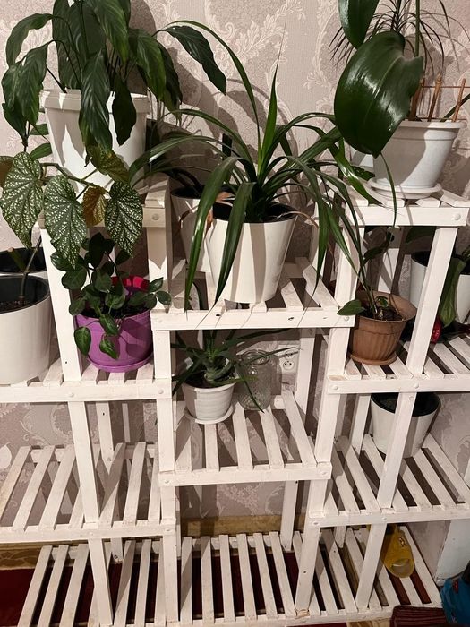 Гул коятын сатам