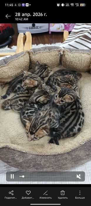 К Продаже и Брони Готовятся Бенгалы