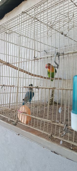 Продаются неразлучник