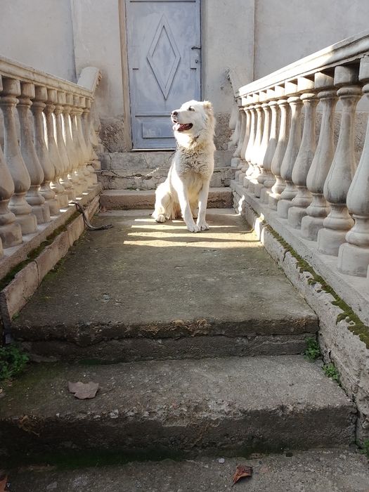 Продаётся собака