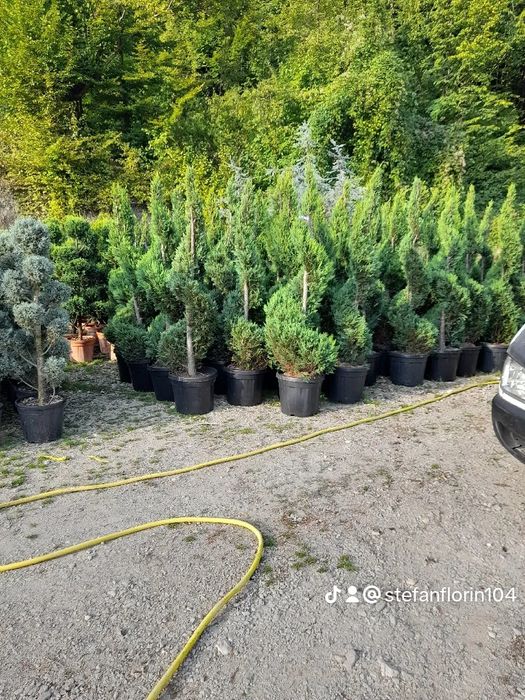Brazi leilandi mesteacăn tei pawlonia